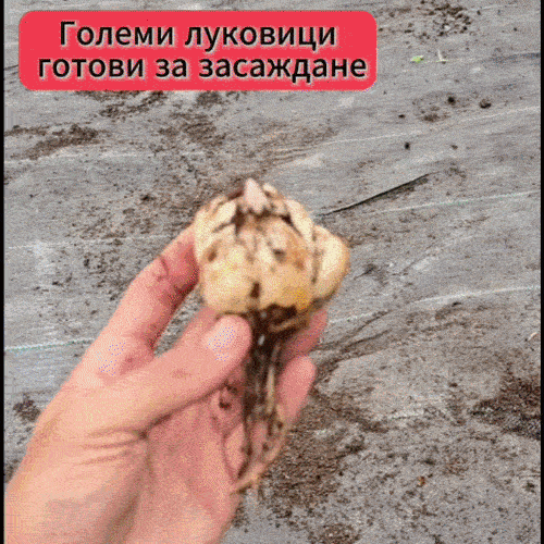 HostaGrow Мултицветен Крин за Градина