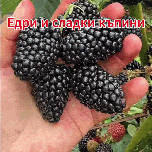 Черничев храст готов за плод