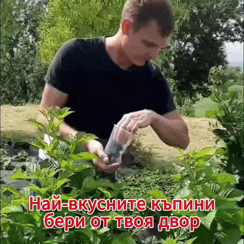 Черничев храст готов за плод